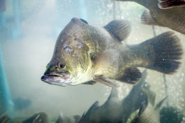 Deniz levreği balığı kameraya bakıyor.