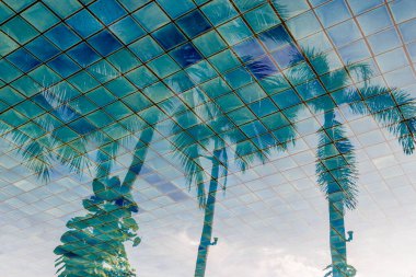 Mavi yüzme havuzunda hindistan cevizi ağacının yansıması