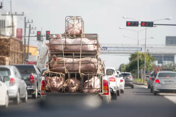 Varkens Van Boerderij Vrachtwagen Weg Naar Markt Weg Van Thailand — Stockfoto