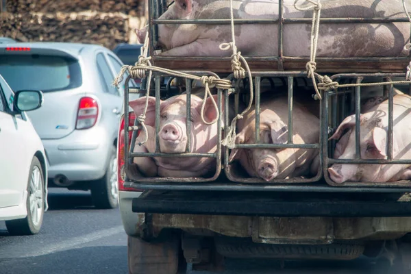 Schweine Von Bauernhof Lkw Auf Dem Weg Zum Markt Thailand — Stockfoto
