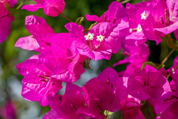 Bougainvillea Flores Papel Com Folha Verde — Fotografia de Stock