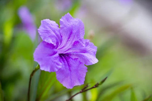 Violette Ruellia Tuberosa Auf Unscharfem Hintergrund Der Natur — Stockfoto