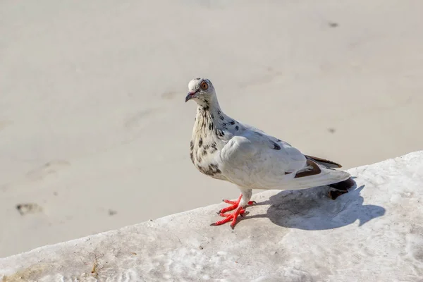 White Pigeon Floor Looking Camera — Stock Photo, Image