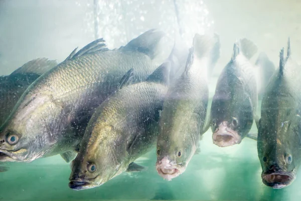 Wolfsbarsch Wasser Blickt Kamera — Stockfoto