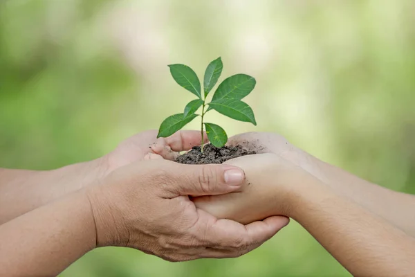 Daughter Hands Dad Hands Holding Green Young Plant Nature Background Stock Picture