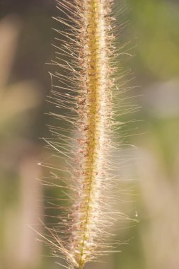 Tüylü pennisetum ya da yeşil arka planda misyon çimeni
