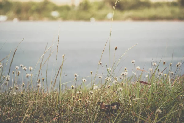 Mini Blume Unterwegs Mit Vintage Farbfilter — Stockfoto