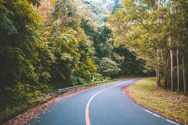 Tepeye kadar asfalt yolda yeşil ağaçlar var.