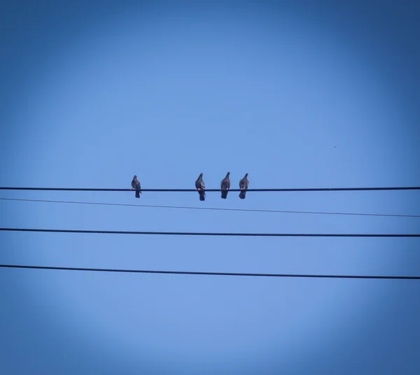Vögel auf Draht — Stockfoto