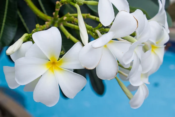 प्ल्युमेरिया फूल — स्टॉक फोटो, इमेज