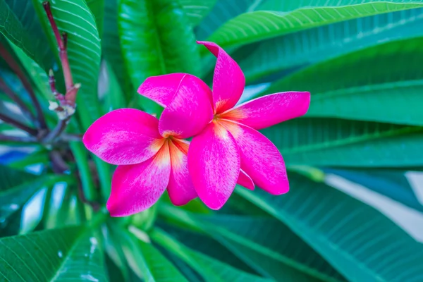 Roze plumeria bloem — Stockfoto