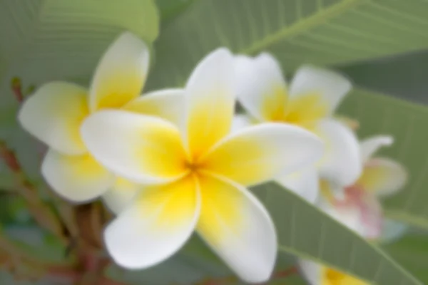 Plumeria flor borrão foto — Fotografia de Stock