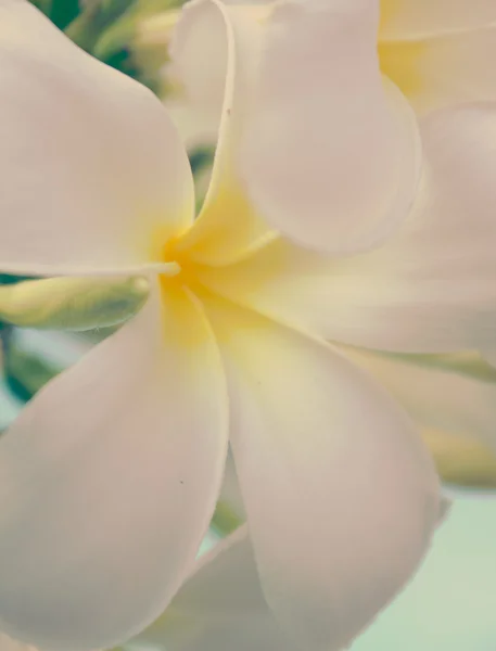 Plumeria blomma oskärpa Foto — Stockfoto