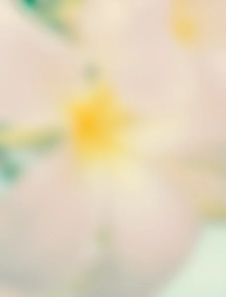 Plumeria flor borrosa foto —  Fotos de Stock