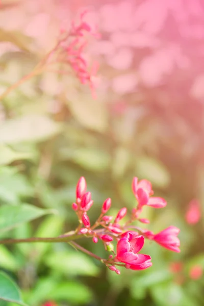 Foto borrão de flor — Fotografia de Stock