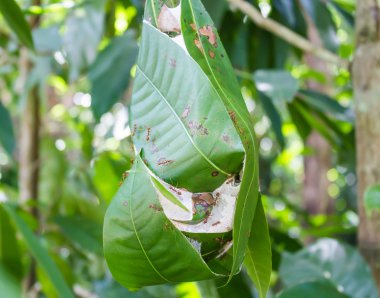 karınca yuvasını ağaç üzerinde