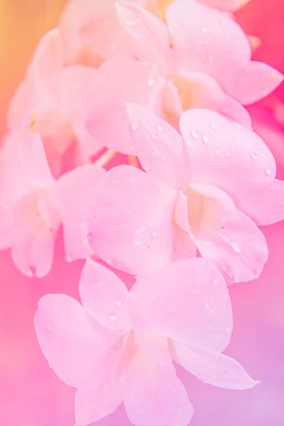 Orchid flower in color filter — Stock Photo, Image