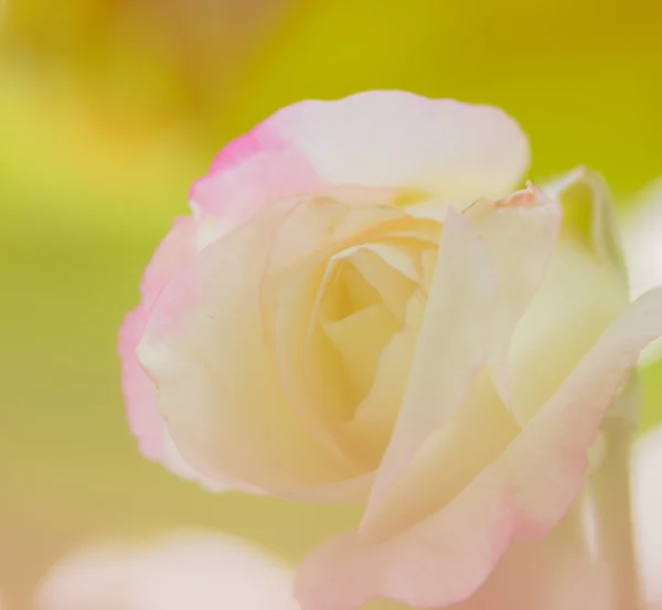 ぼかしのピンクのバラ — ストック写真
