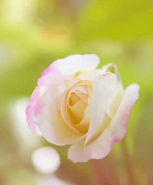 Oskärpa rosa ros — Stockfoto
