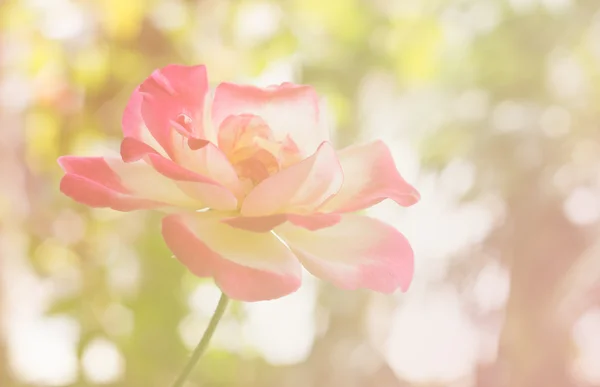 Pink rose blur photo — Stock Photo, Image