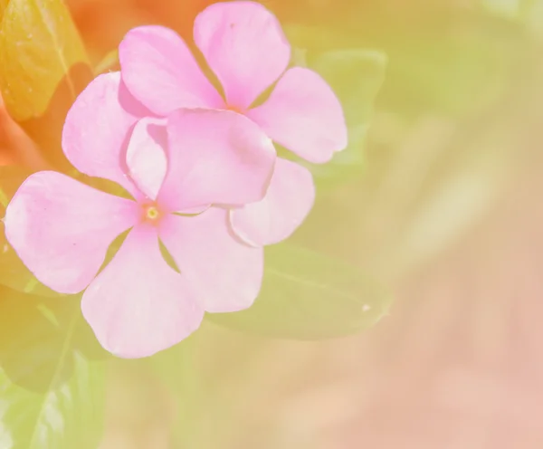 Blur pink flower — Stock Photo, Image