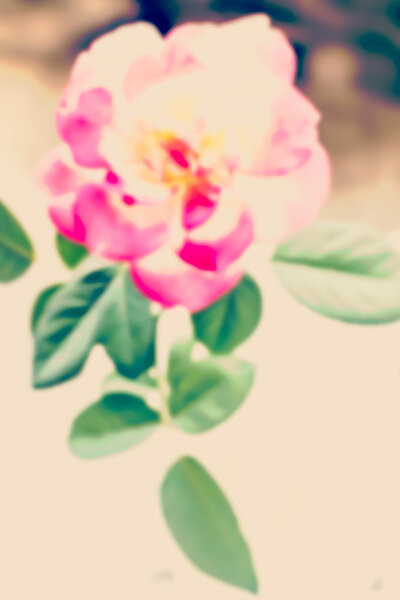 pink rose blur