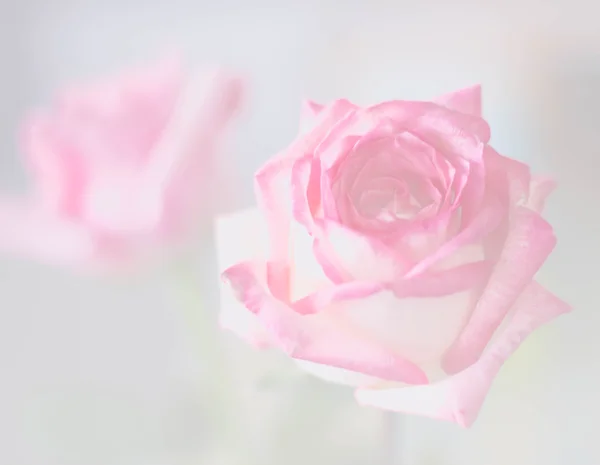 Rosa rosa sfondo rosa — Foto Stock