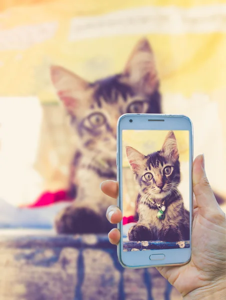 smart phone and little cat