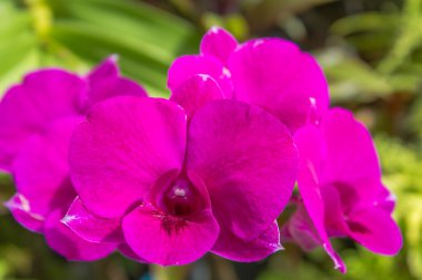 Pembe orkide çiçeği.