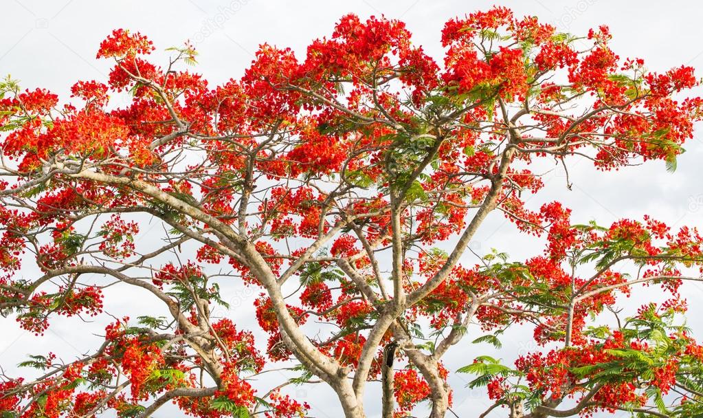 Big tree with red flowers Stock Photo NaiyanaDBoon Big tree with red flowers Stock Photo NaiyanaDBoon