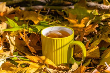 Sonbahar yaprakları üzerinde bir fincan çay. Sonbahar ormanında dinlen.