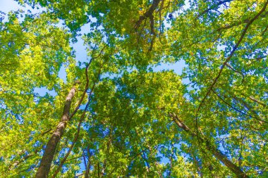 Mavi gökyüzüne karşı bir meşe ağacının tacını yakın çekim