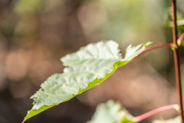 Bulanık meşe ormanının arka planında bir ağacın yeşil yaprağına yakın çekim