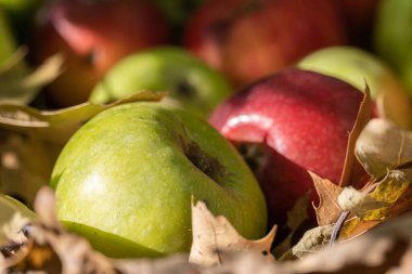 Yaşam tarzı tasarımı için elmalı ve yapraklı kırsal sonbahar bahçesi. Bahçıvanlık ve sonbahar doğa kavramı. Sonbahar bahçesi arka planı. Kapat..