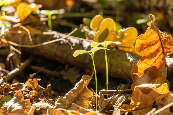 Zbliżenie Drewna Jesienny Żółty Liść Tle Lasu Dębowego — Zdjęcie stockowe