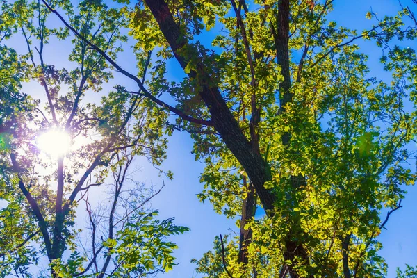 Bright autumn sun breaks through the leaves of an oak forest