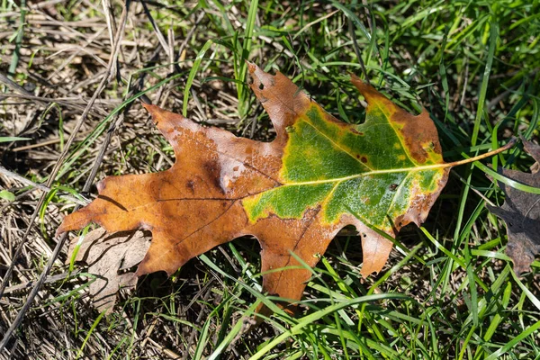 Yellow oak leaf on green grass. A yellow oak leaf lies on green grass covered with frost in the fall season. Background of green grass and oak leaf