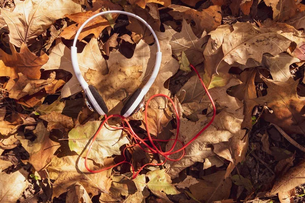 Des Écouteurs Blancs Reposent Sur Des Feuilles Jaunes Promenade Automne — Photo