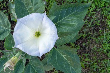 Büyük yeşil yapraklardan oluşan arka planda büyük beyaz datura çiçeği.