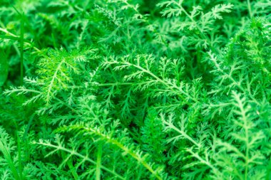 Sulu yeşil çimenlere çiy damlaları düşer. Yağmur damlaları çayırı, doğa sahnesi. Ekoloji, Toprak Günü, Temiz Su Koruma Konsepti