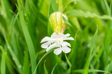 Çiyli yeşil çimenlikteki güzel beyaz çiçeklere yakın çekim