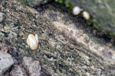 Vahşi doğada salyangoz. Yağmurdan sonra ıslak yüzeyde küçük beyaz bir salyangoz.