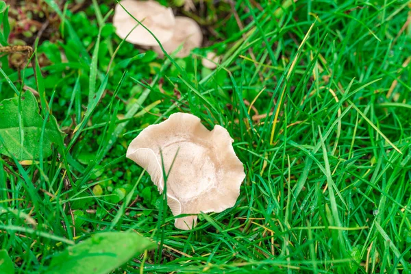 草叶和露水中间的蘑菇 采蘑菇 — 图库照片