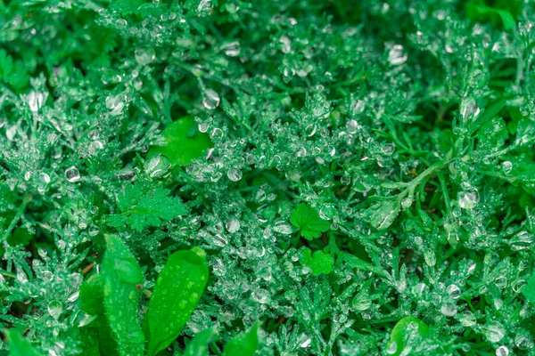 Tautropfen Auf Saftig Grünem Gras Aus Nächster Nähe Regentropfen Wiese — Stockfoto