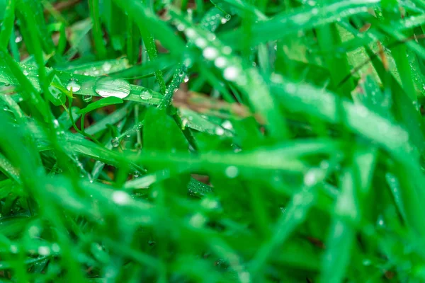 Dew Drops Juicy Green Grass Close Raindrops Meadow Nature Scene — Stock Photo, Image