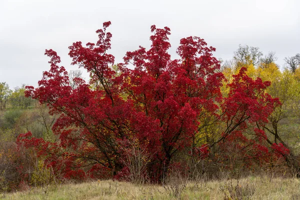 Arbre Automne Aux Feuilles Rouges Dans Nature Sur Fond Herbe — Photo