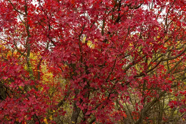 Jesienne Drzewo Czerwonymi Liśćmi Przyrodzie — Zdjęcie stockowe