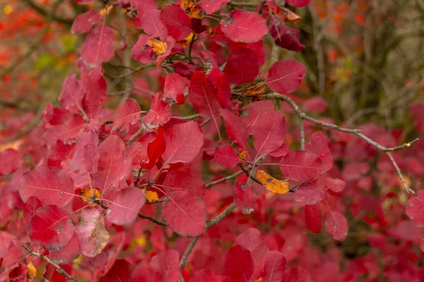 Czerwony Liść Drzewa Bliska Jesienne Tło — Zdjęcie stockowe