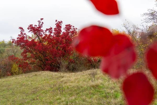 Jesienne Drzewo Czerwonymi Liśćmi Przyrodzie Tle Zielonej Trawy Ciemnego Nieba — Zdjęcie stockowe