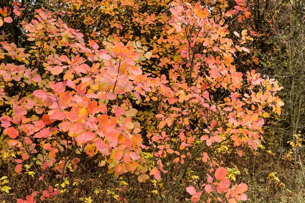 Jesienne Liście Drzewach Jesienny Kolorowy Krajobraz — Zdjęcie stockowe